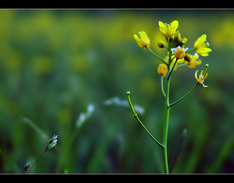 Wildflower