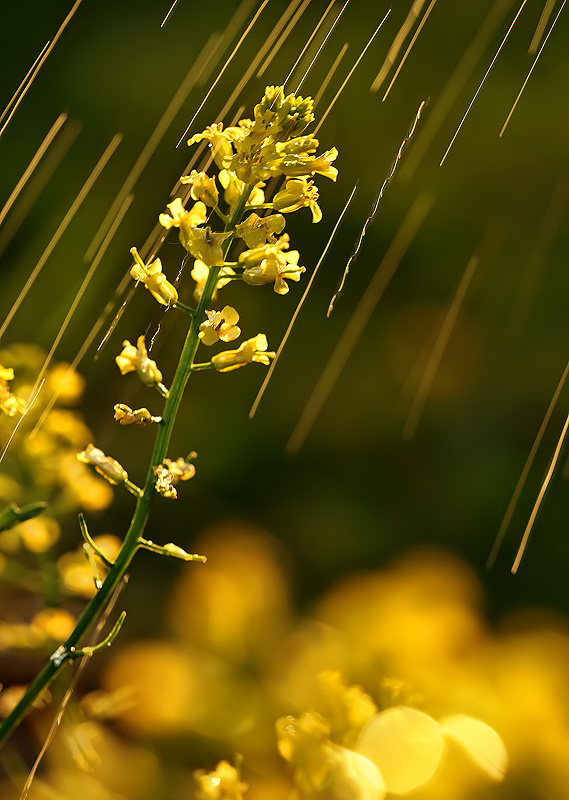 Golden Rain