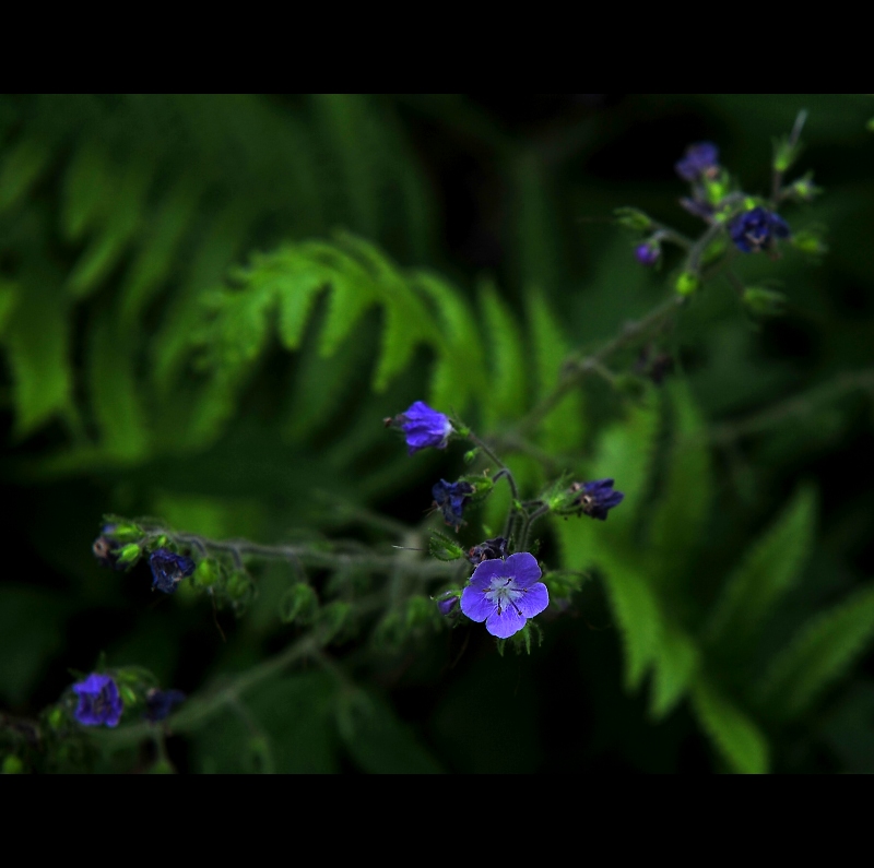 Amongst the Ferns