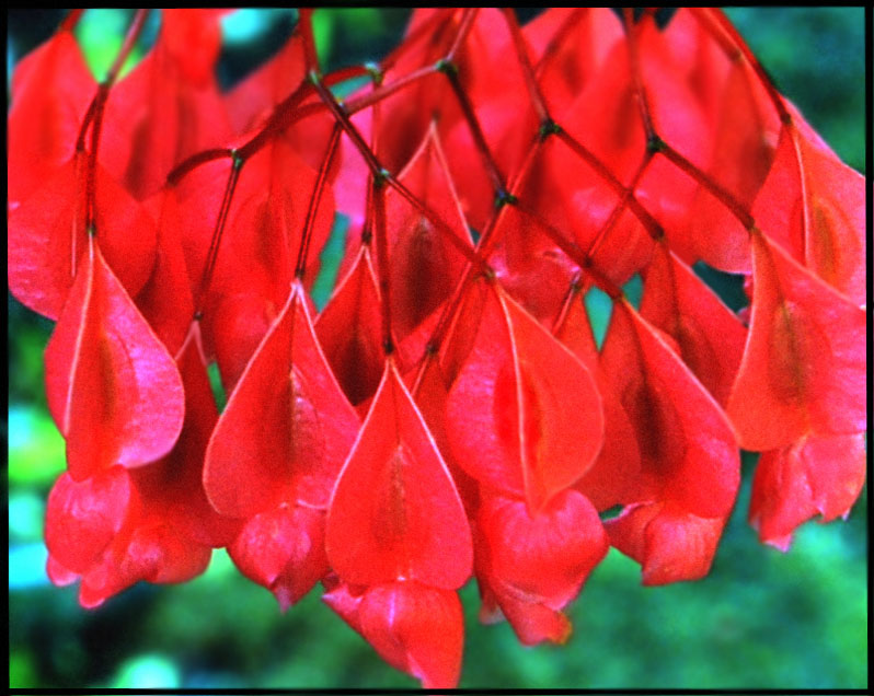 red lantern