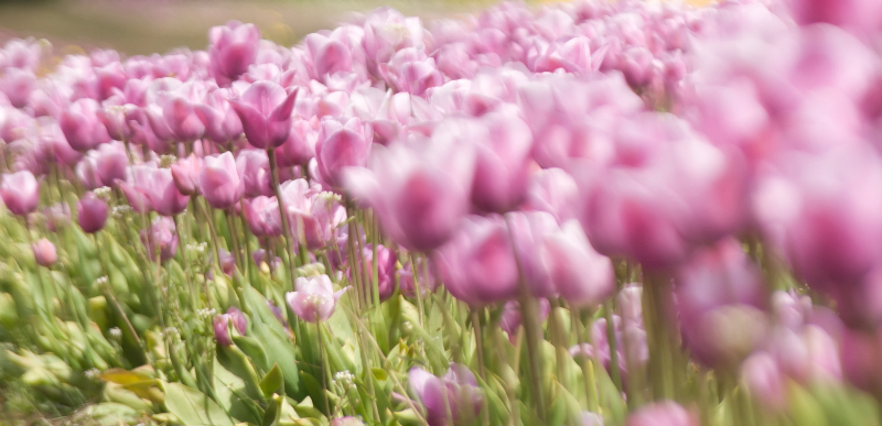 Tulip Field