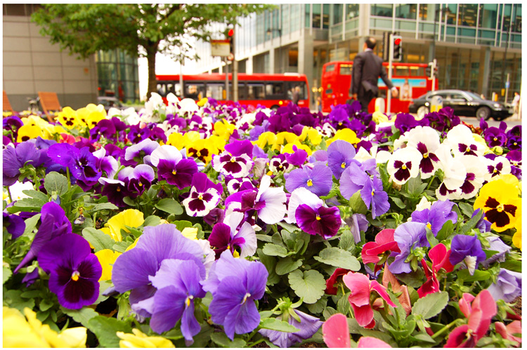 urban flowers