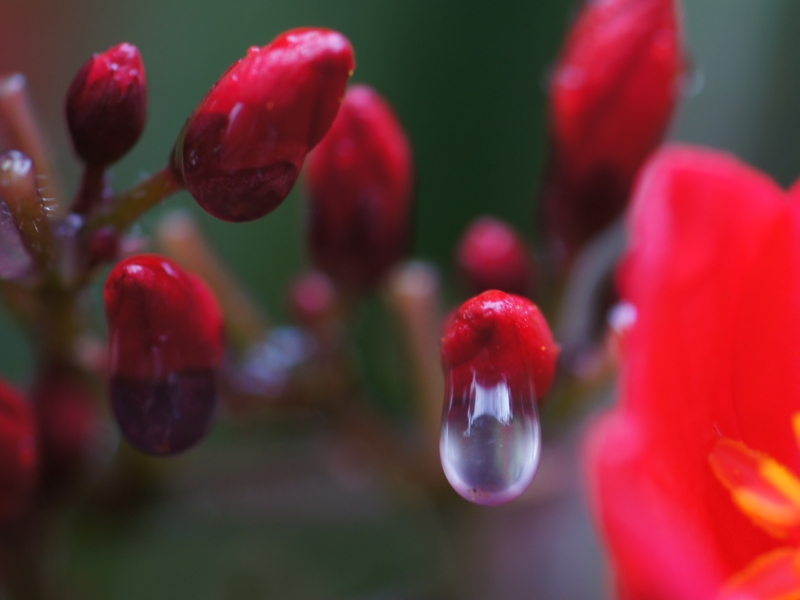 Flowers in the rain