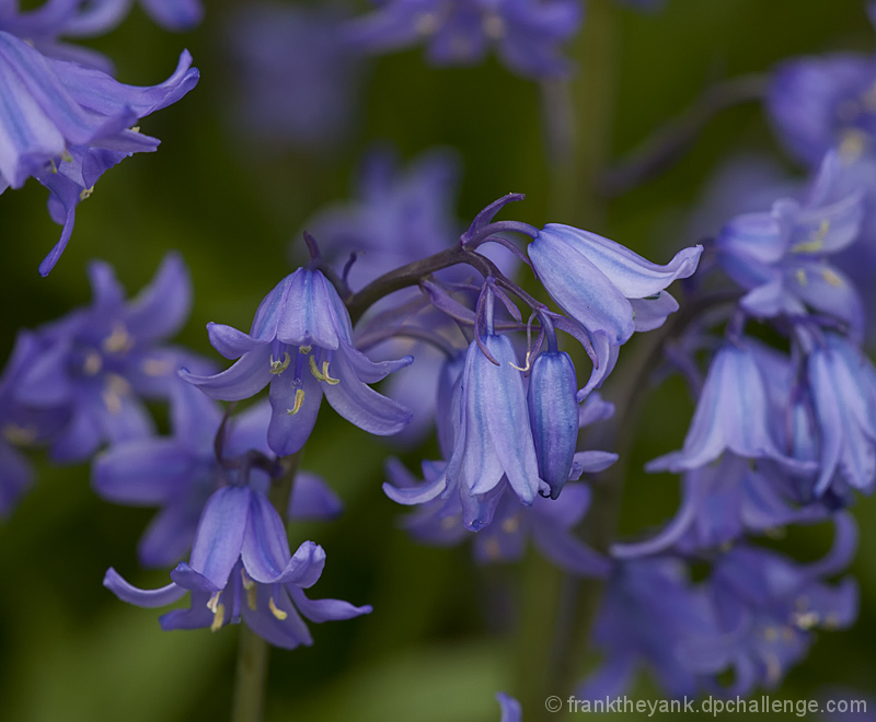 Bluebells 