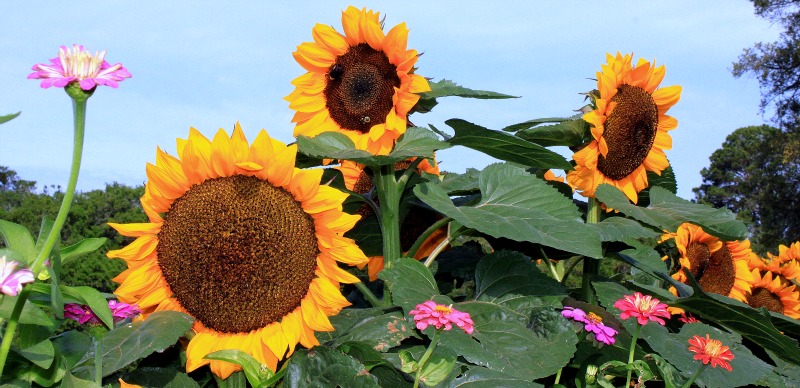 SunFlower Garden