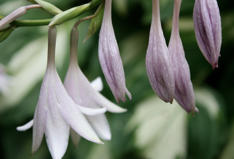 purple pearls