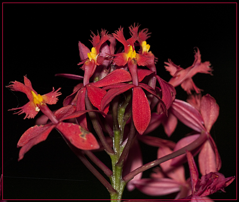 Red flower...i dunno whats it's called, it just a stupid red flower with a bit of yellow on it !!!