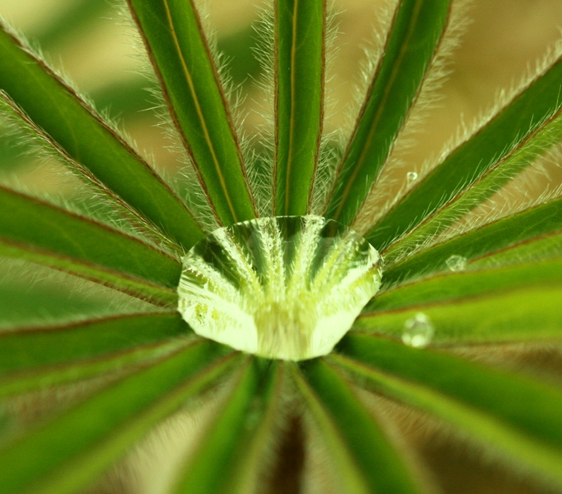 Water flower