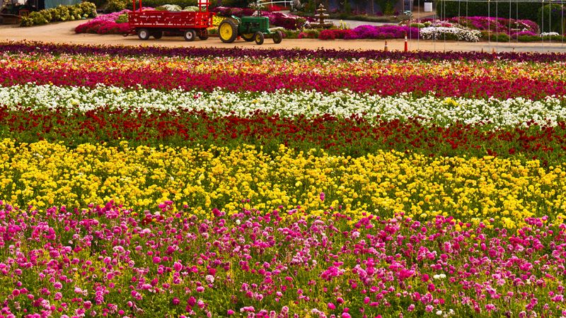 The Flower Fields of Carlsbad, CA