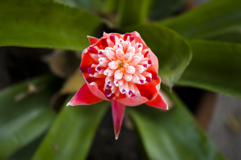 Spikey Floral