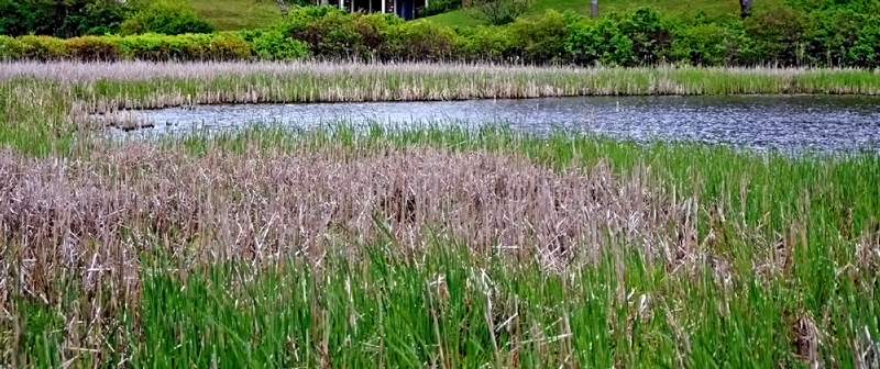 Cattails are wetland plants with a unique flowering spike