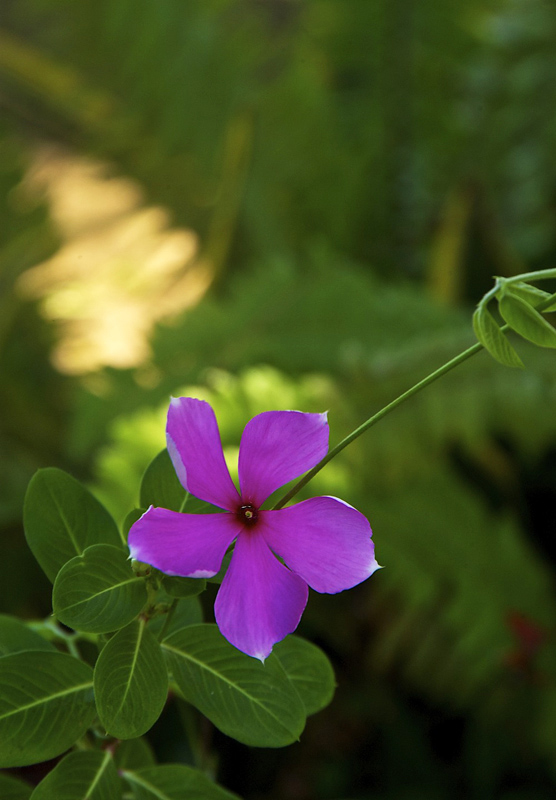 Pink Five Petals