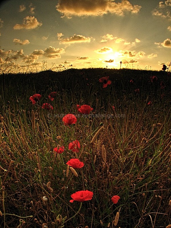 Poppies at Sunset