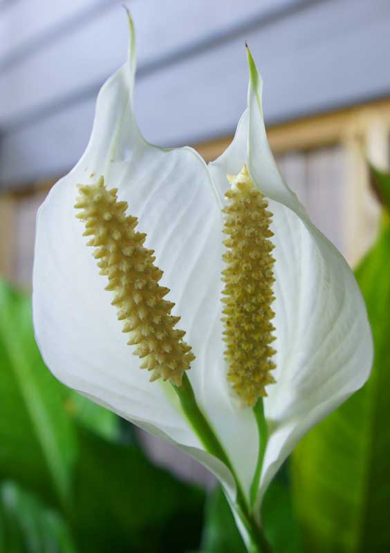 Lilies at Peace