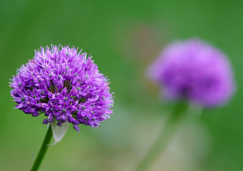 Allium