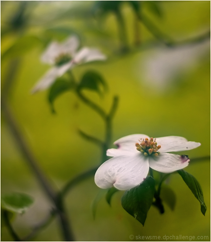 Appalachian Spring