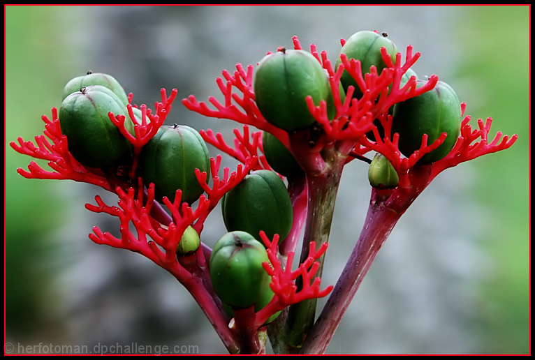 Euphorbia euforia