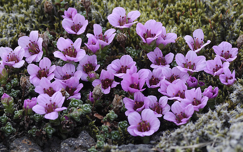 Wintherblossom
