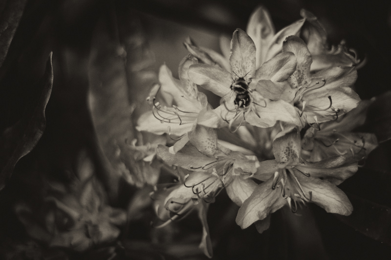 Bombus lucorum