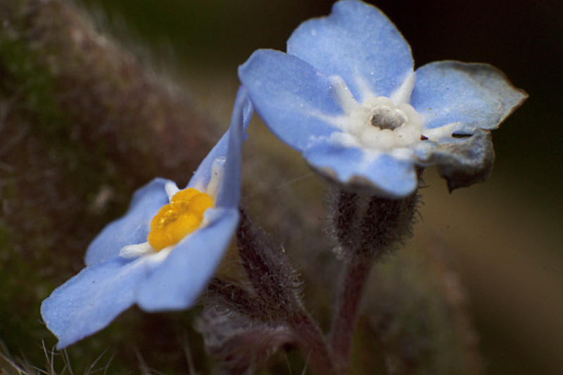 Not-forget-me