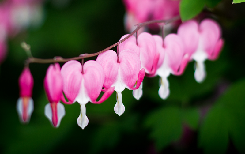 Bleeding Hearts