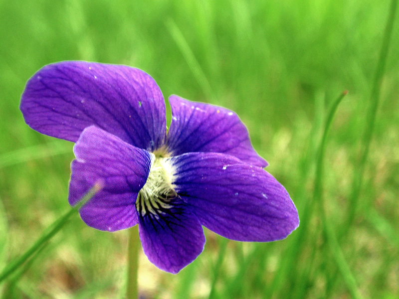 Viole(n)t Contrast