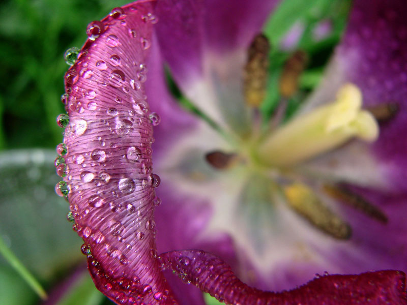 Purple Drops of Spring 