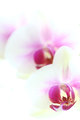 (*) on White