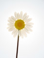 Sundaisy