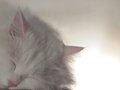 The Constant Practice of Cat Zen