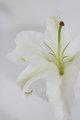 White Lily