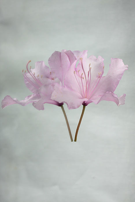 Sky Flowers