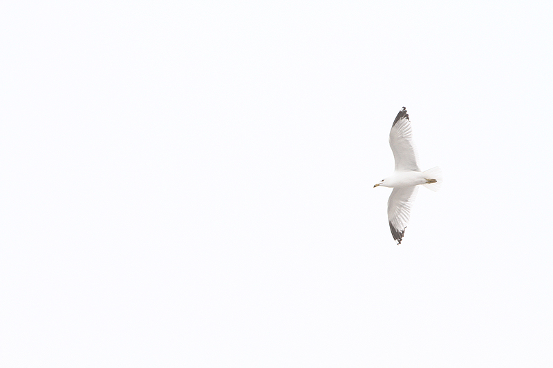 Flight on White