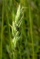 Resting on grass