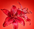 Asiatic Lilies