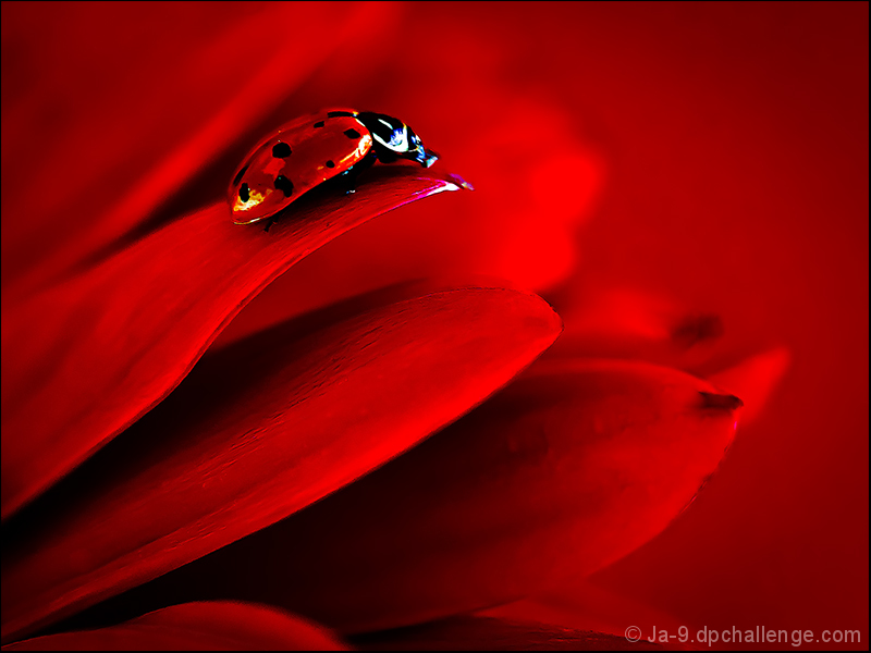 Lady in Red