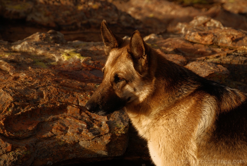 Golden Camouflage