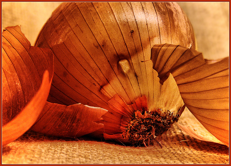 Onion on Burlap