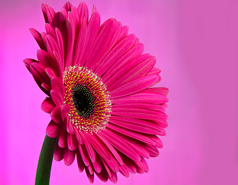 Dark Pink Gerbera by manavg - DPChallenge