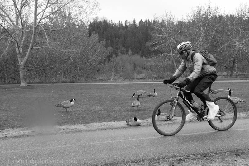 goose poop run