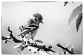 Oiseau de Film noir