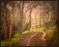 Our Driveway in the Mist