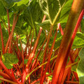 The Rhubarb Forest