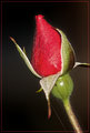 But he that dares not grasp the thorn, Should never crave the rose.