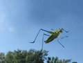Flying  Grasshopper