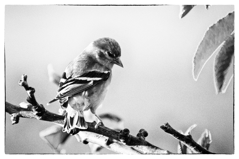 Oiseau de Film noir