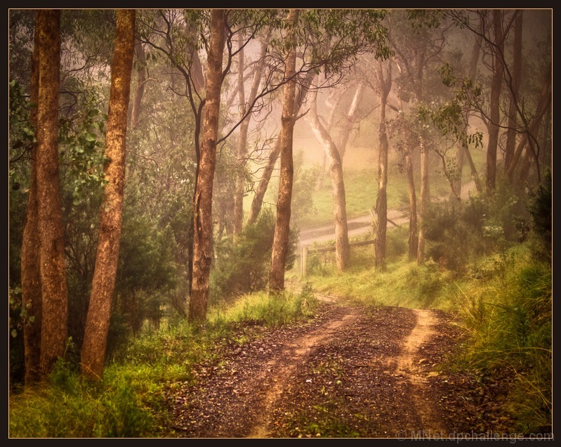 Our Driveway in the Mist