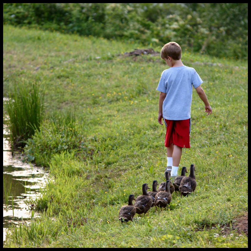 Getting his ducks in a row . . .