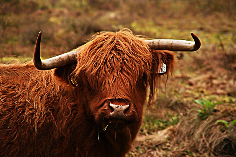 My Grumpy Hairy Neighbor