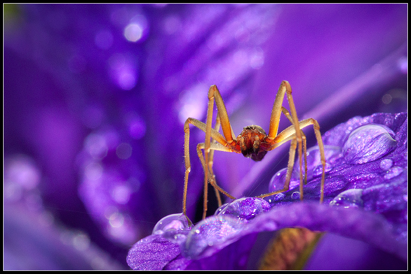 In the Garden